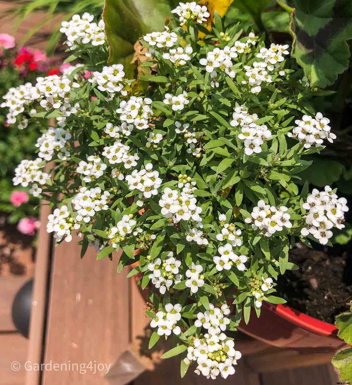 Flowers in the vegetable garden, 7 that provide beneficial effects