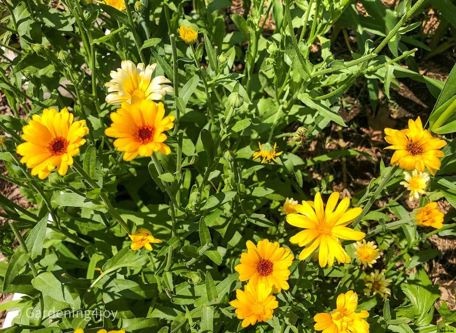 Flowers in the vegetable garden, 7 that provide beneficial effects