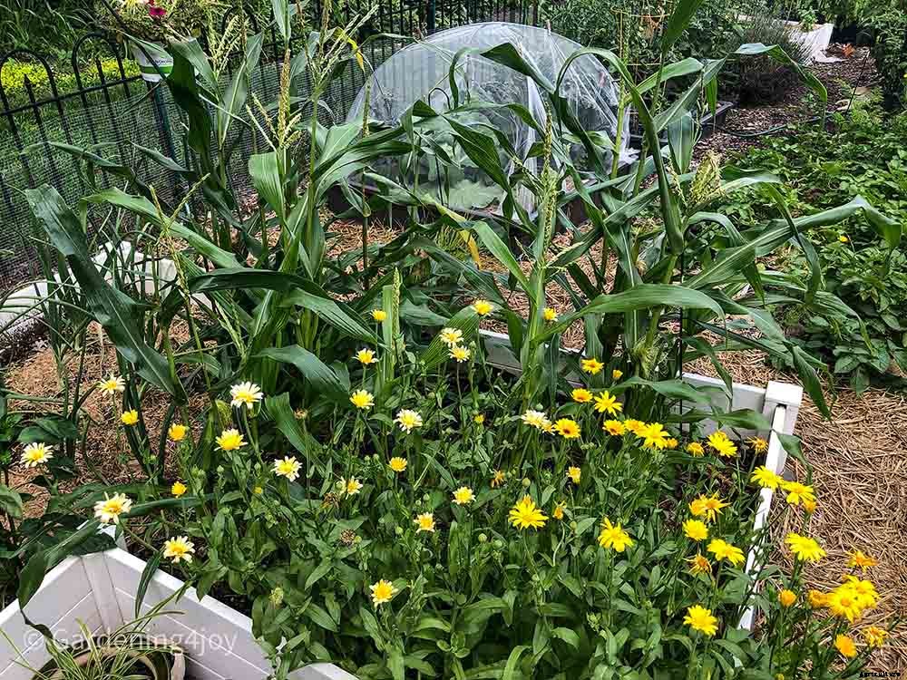 Flowers in the vegetable garden, 7 that provide beneficial effects