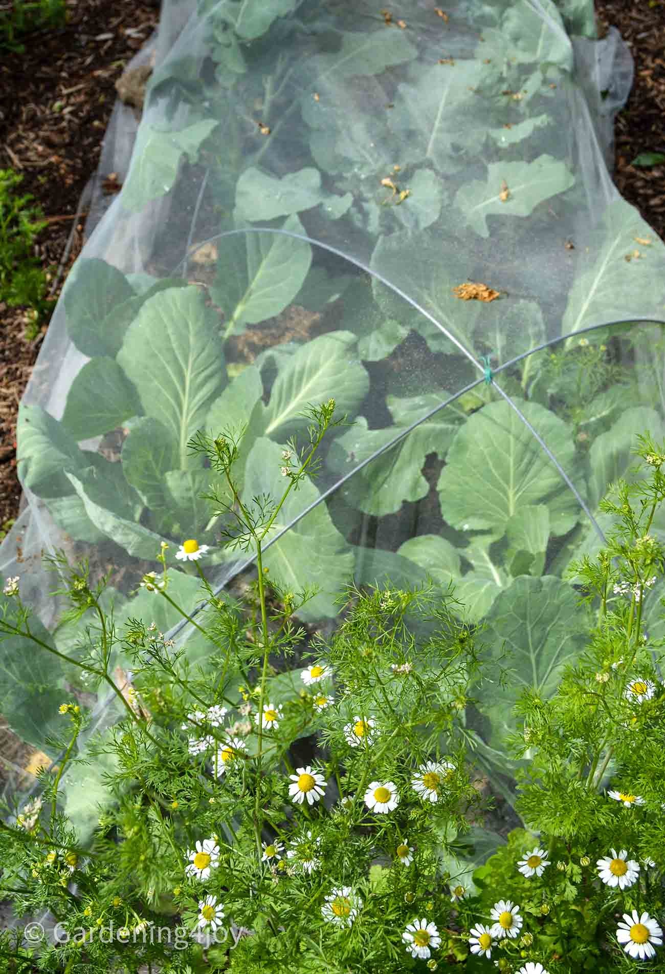 Flowers in the vegetable garden, 7 that provide beneficial effects