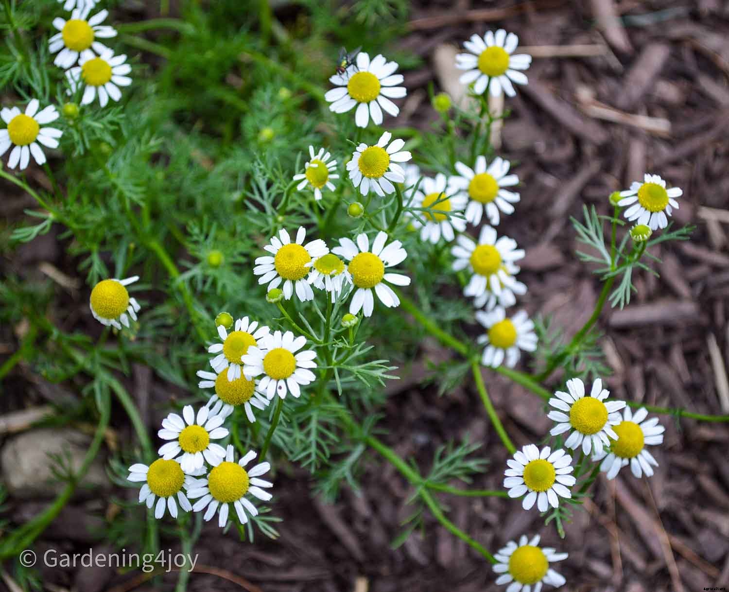 Flowers in the vegetable garden, 7 that provide beneficial effects