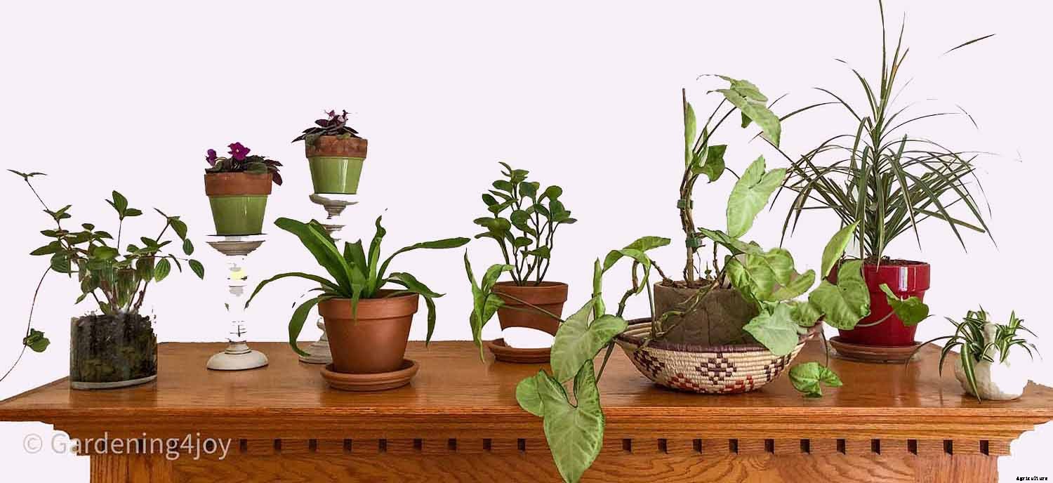 Seven Simple Styling Tips for Indoor Houseplants