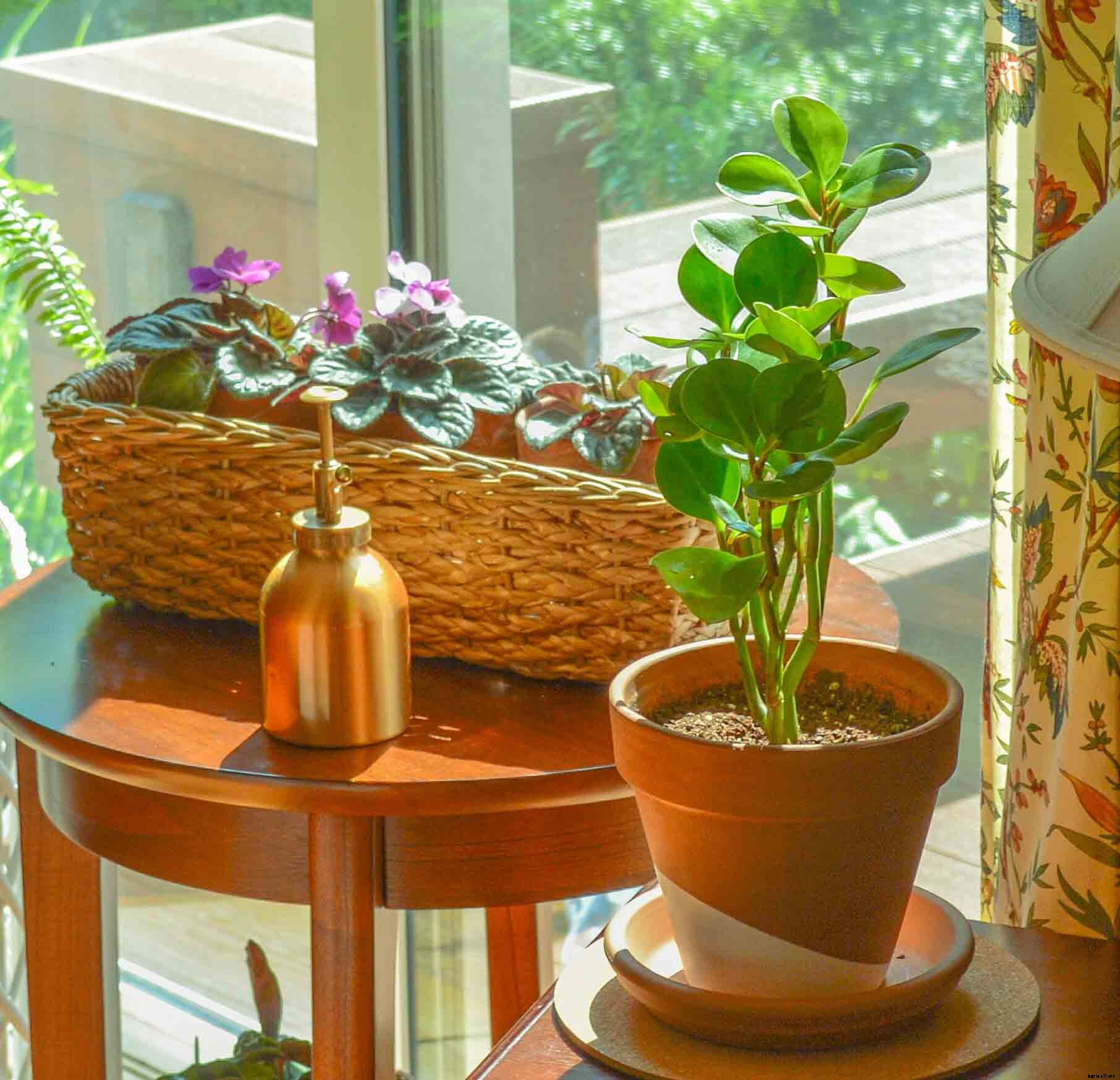 Seven Simple Styling Tips for Indoor Houseplants