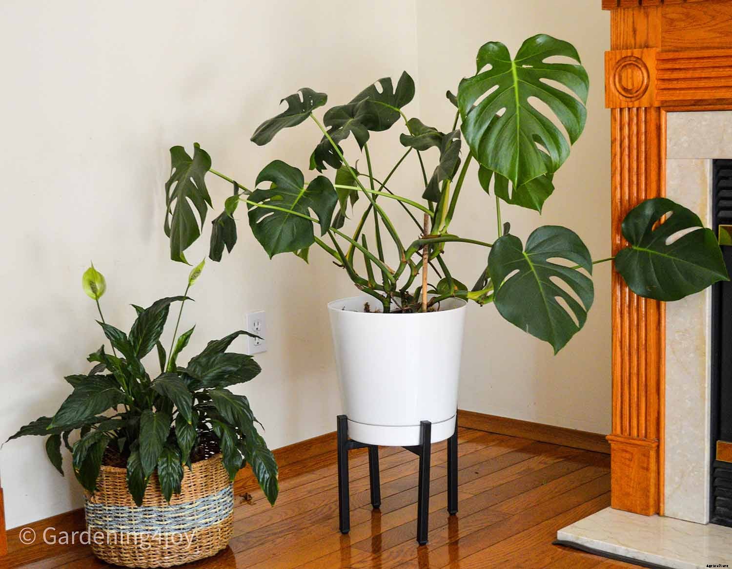 Seven Simple Styling Tips for Indoor Houseplants