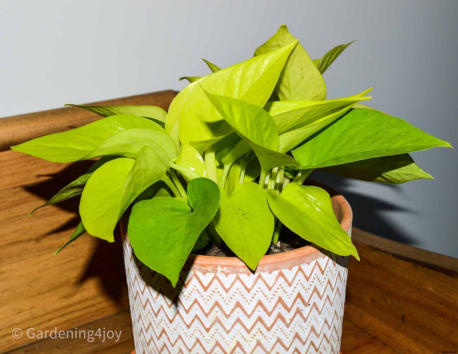 Seven Simple Styling Tips for Indoor Houseplants