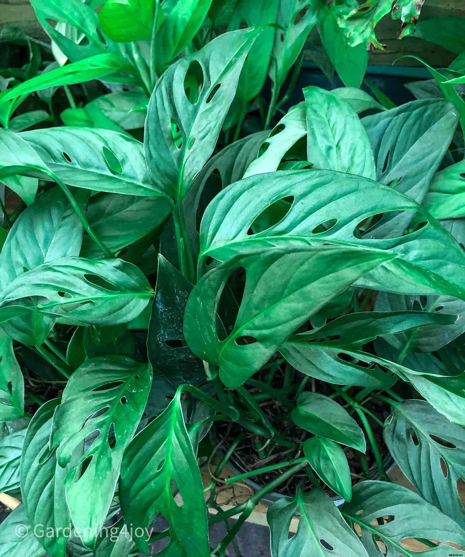 Seven Simple Styling Tips for Indoor Houseplants