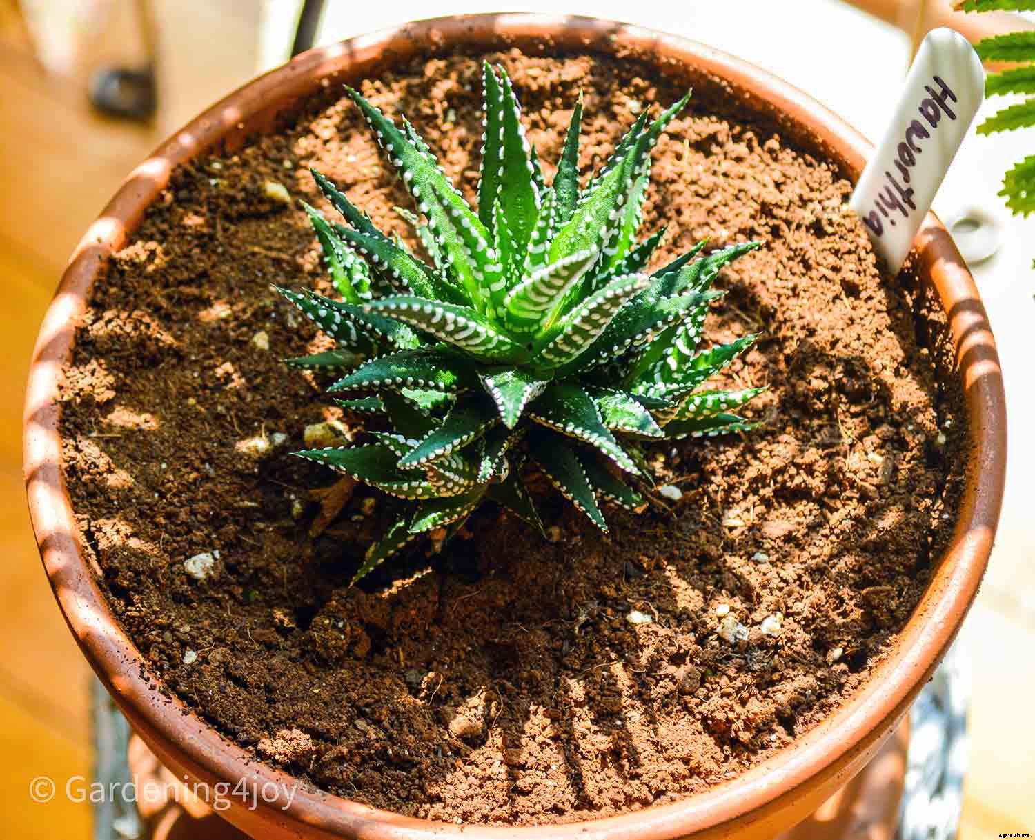 Seven Simple Styling Tips for Indoor Houseplants