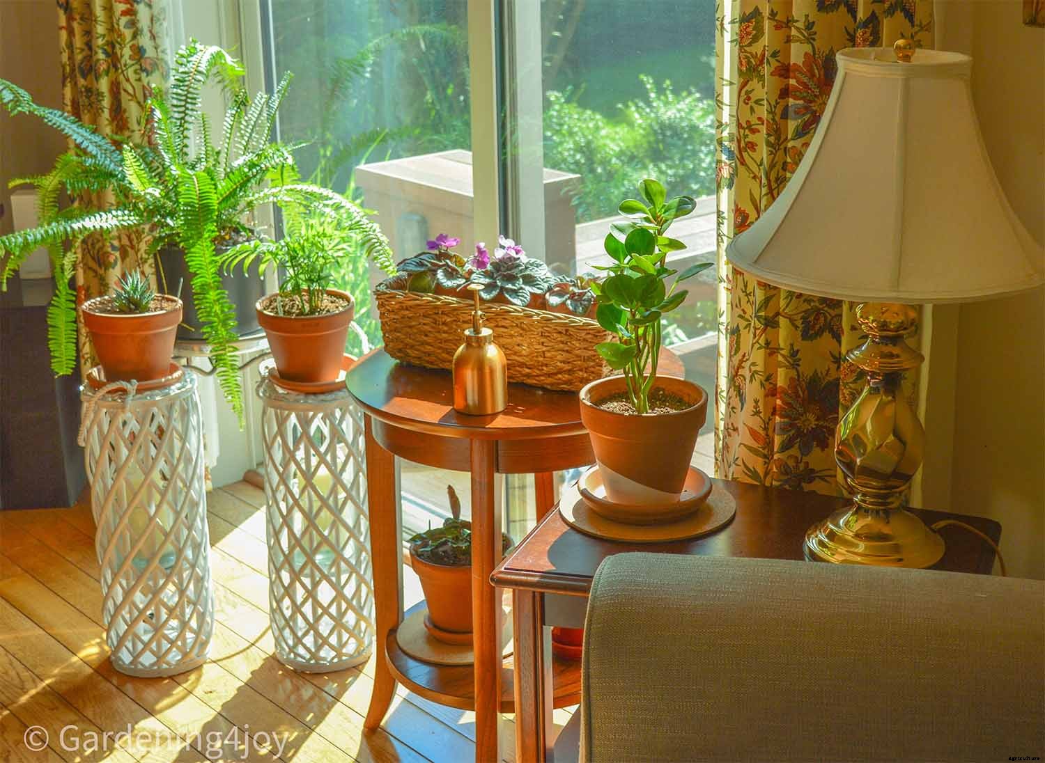 Seven Simple Styling Tips for Indoor Houseplants