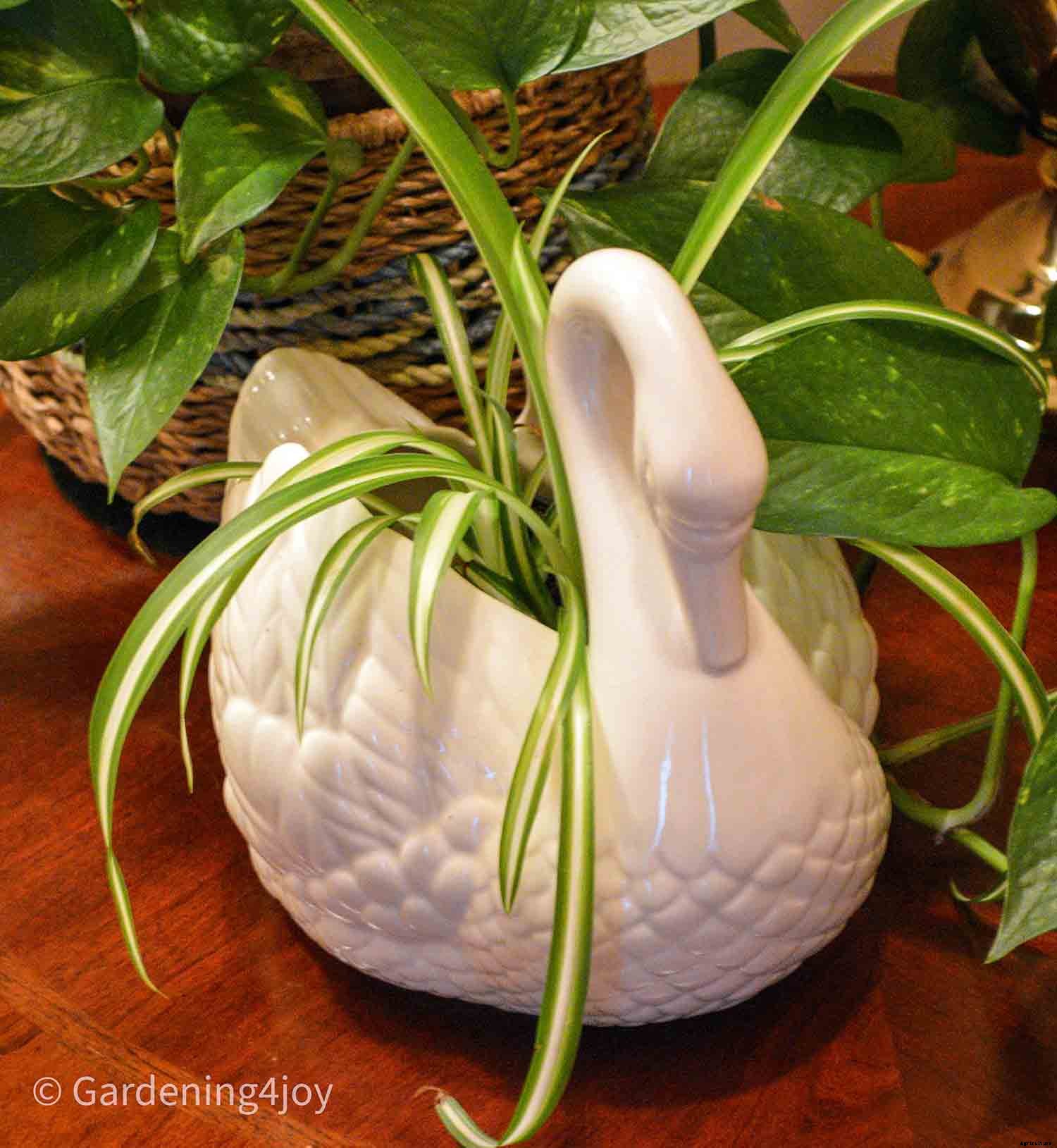 Seven Simple Styling Tips for Indoor Houseplants