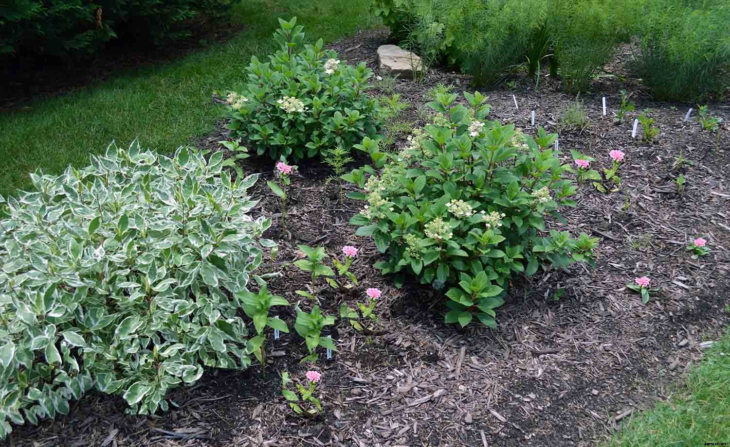 Brilliant method to create new garden beds: Lasagna Gardening