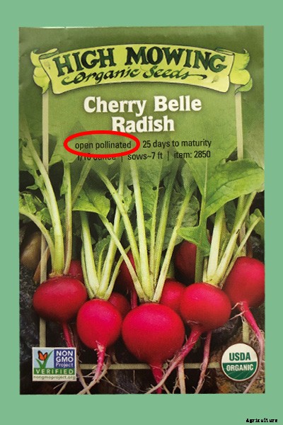 Creating and Maintaining an Organic Vegetable Garden – Part Two