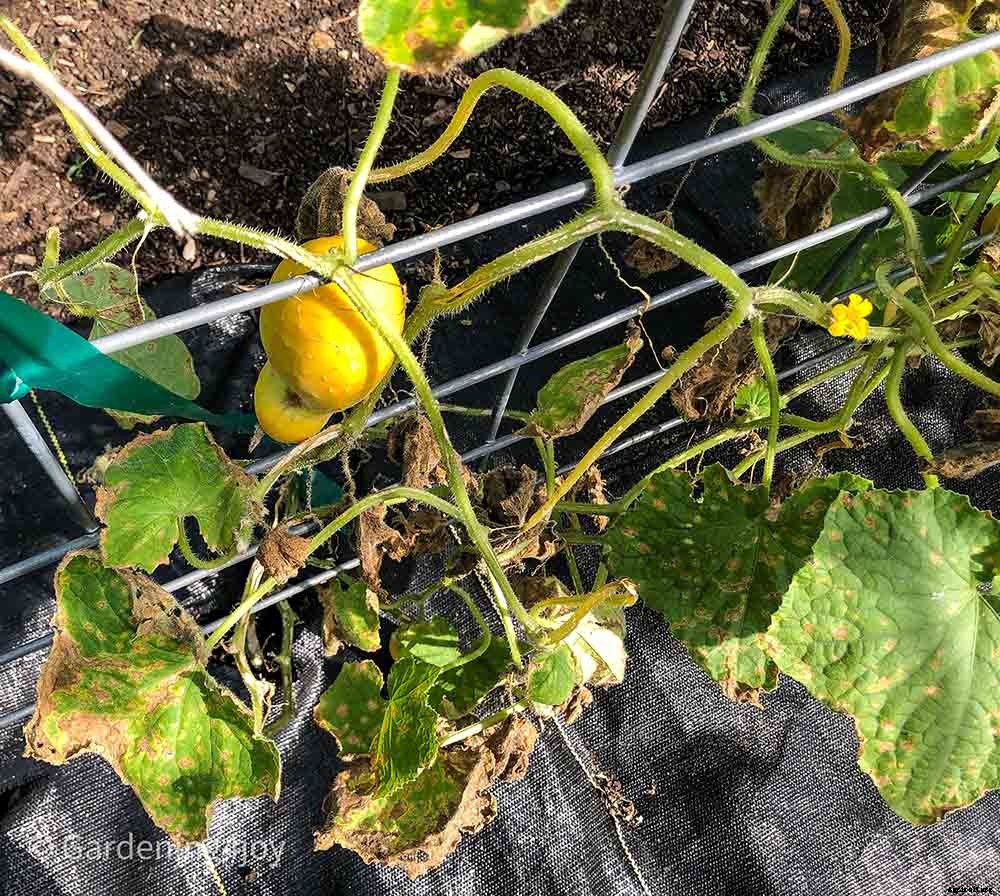 Creating and Maintaining an Organic Vegetable Garden – Part Two