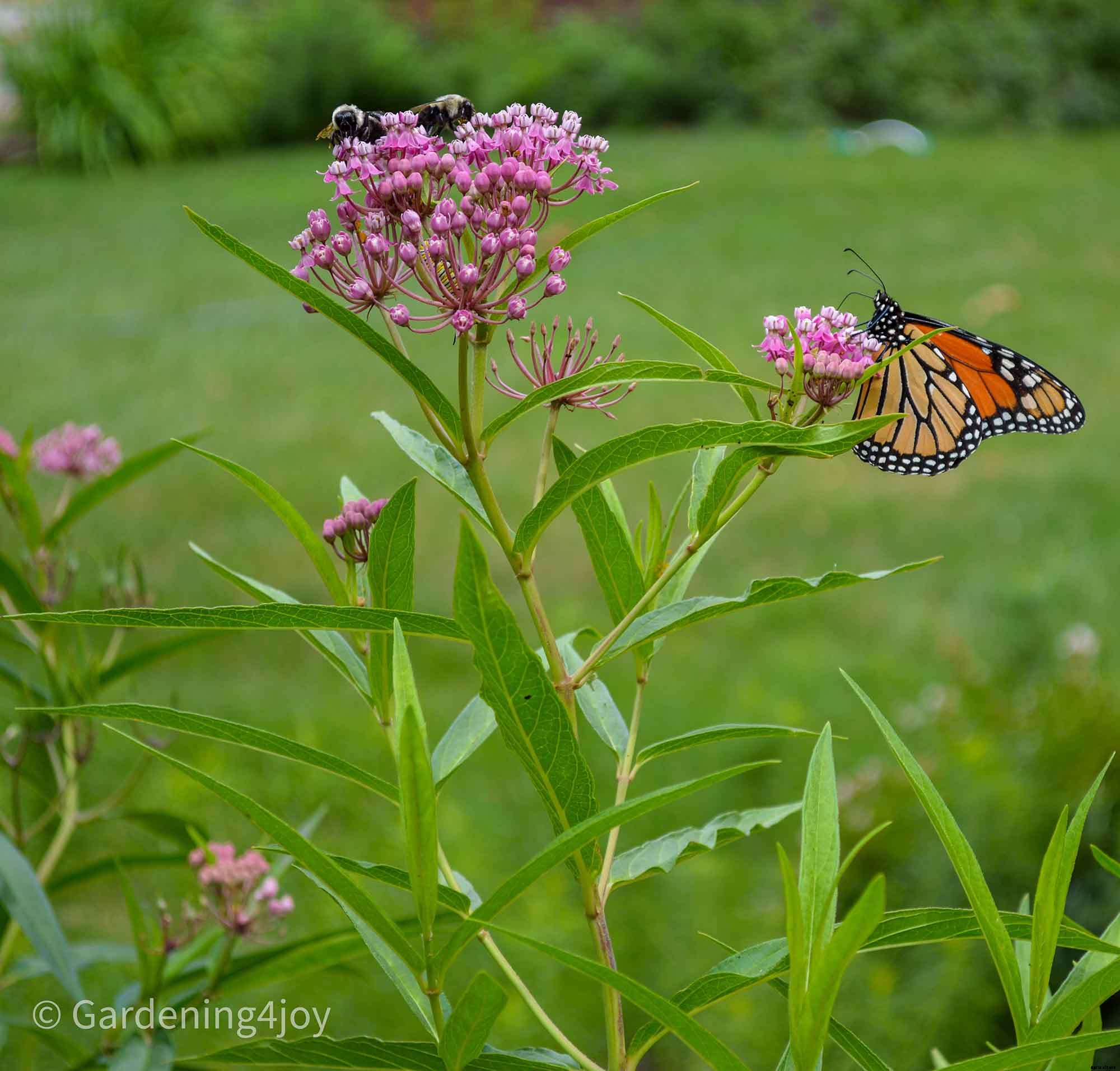 Creating and Maintaining an Organic Vegetable Garden – Part One