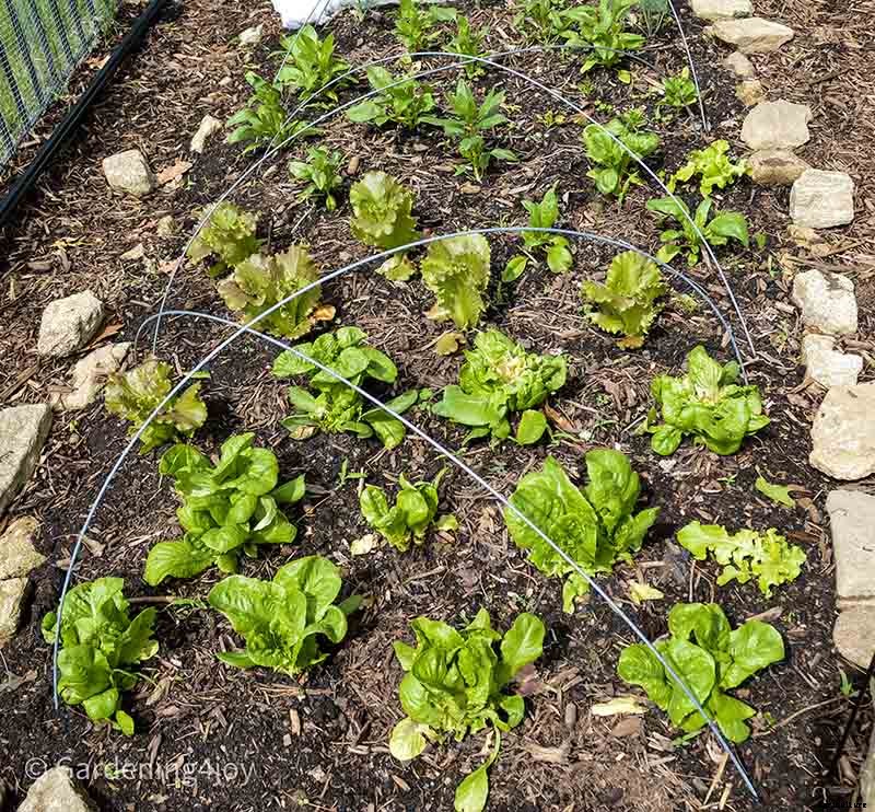 Creating and Maintaining an Organic Vegetable Garden – Part One