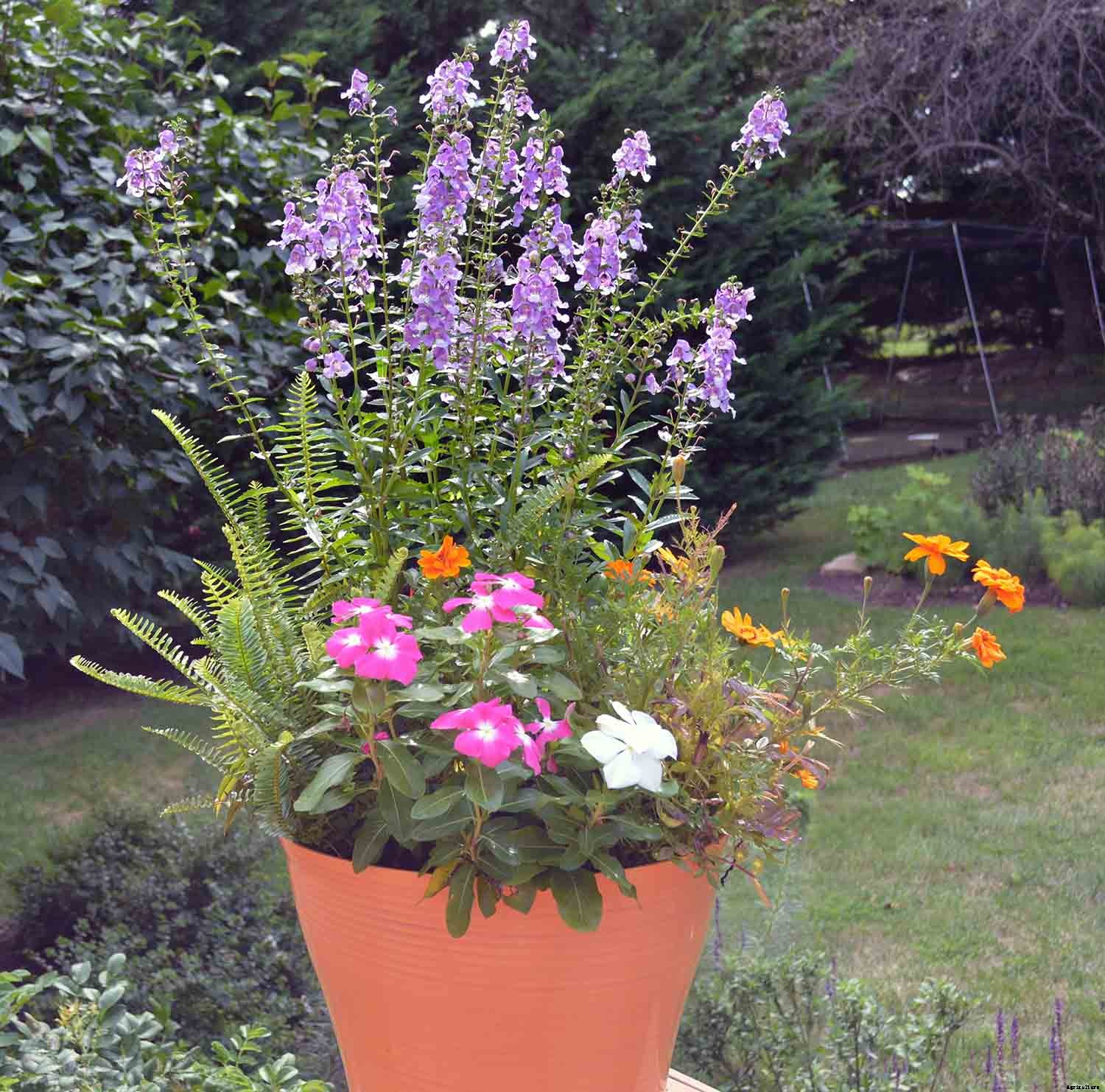 Madagascar periwinkle – A carefree annual flower