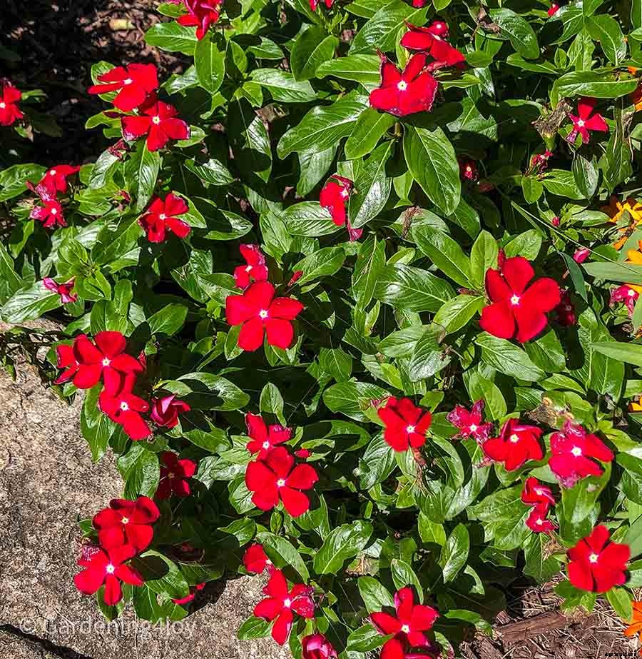 Madagascar periwinkle – A carefree annual flower