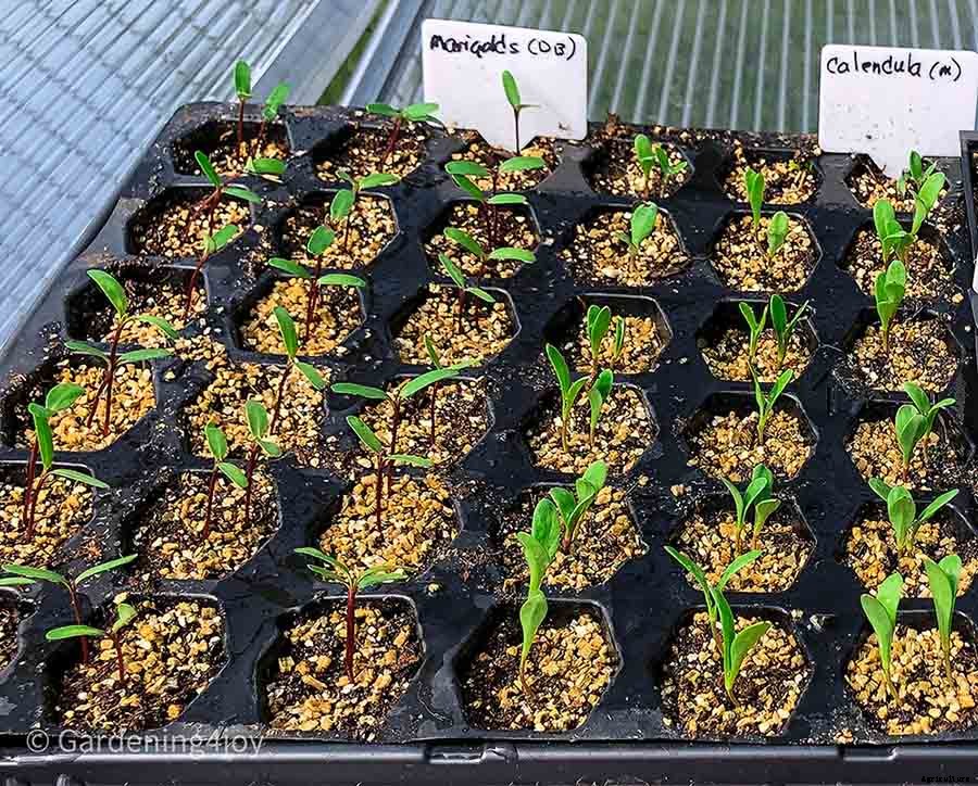 A super easy technique for seed planting