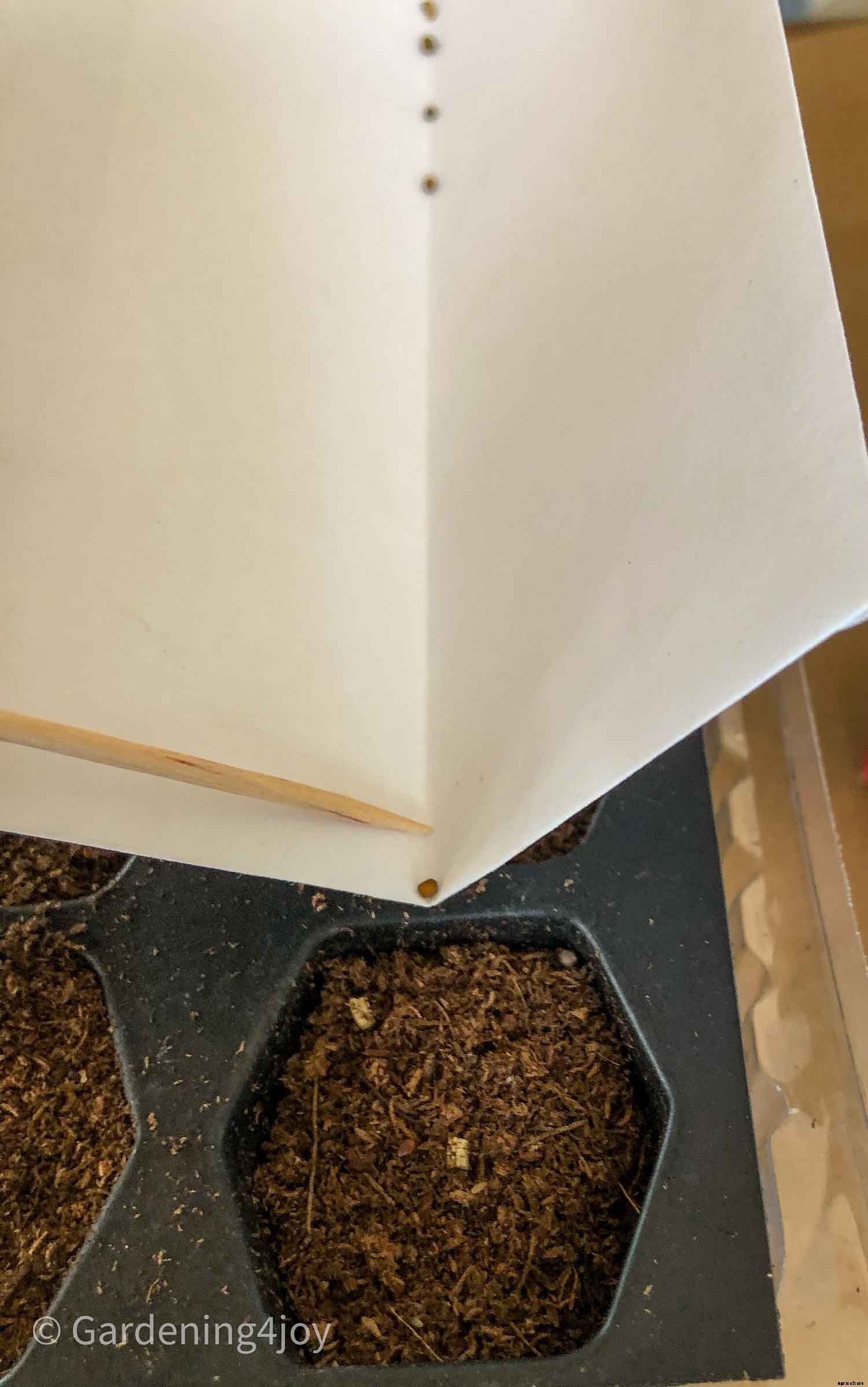 A super easy technique for seed planting