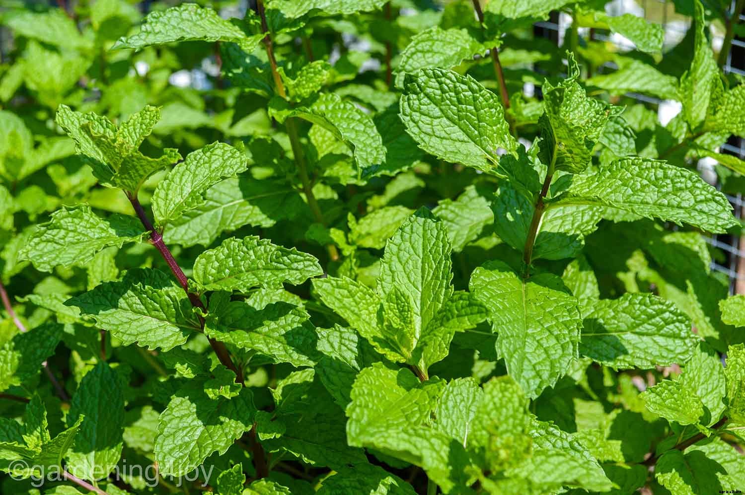 Growing Mint in containers is the best choice