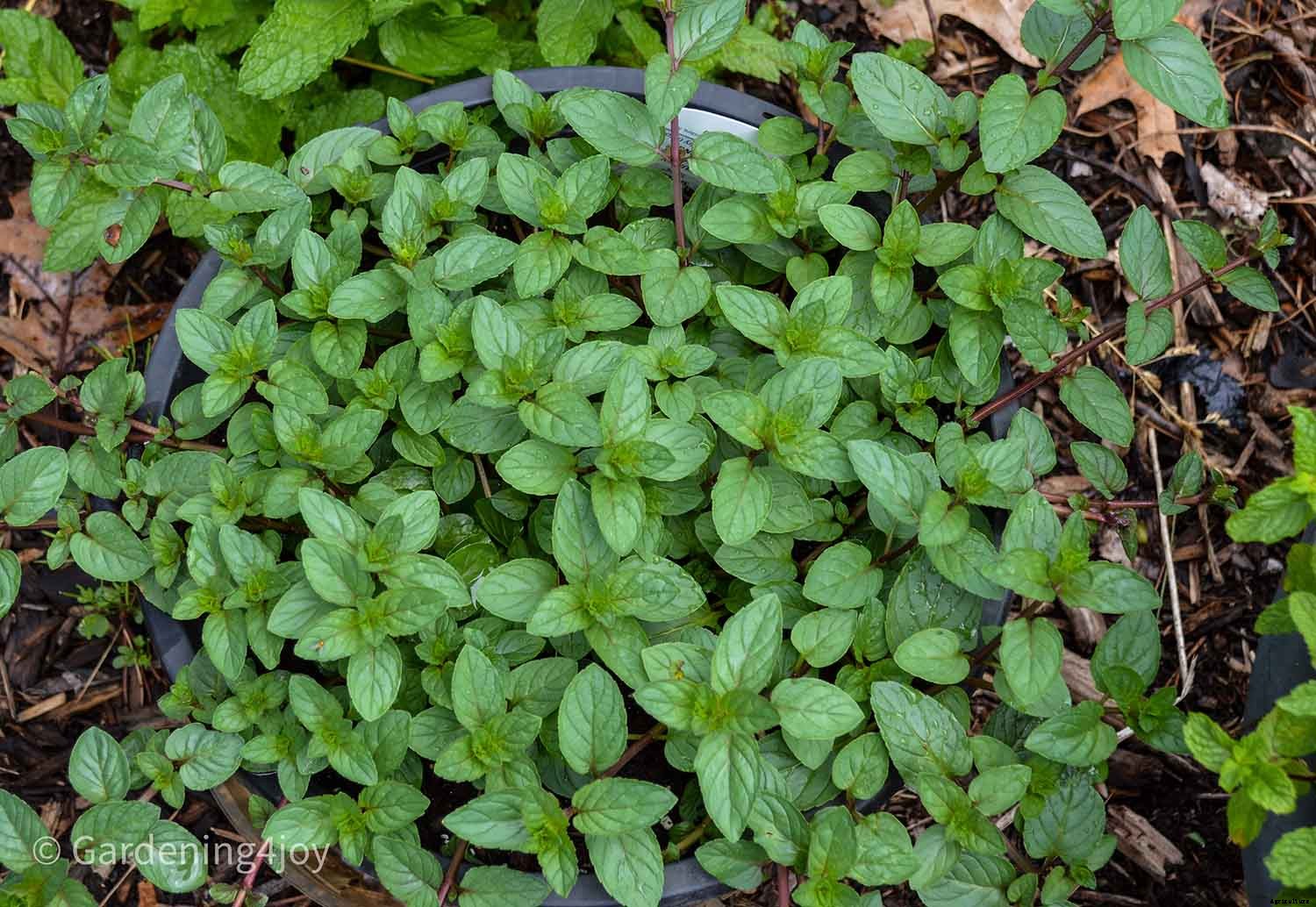 Growing Mint in containers is the best choice