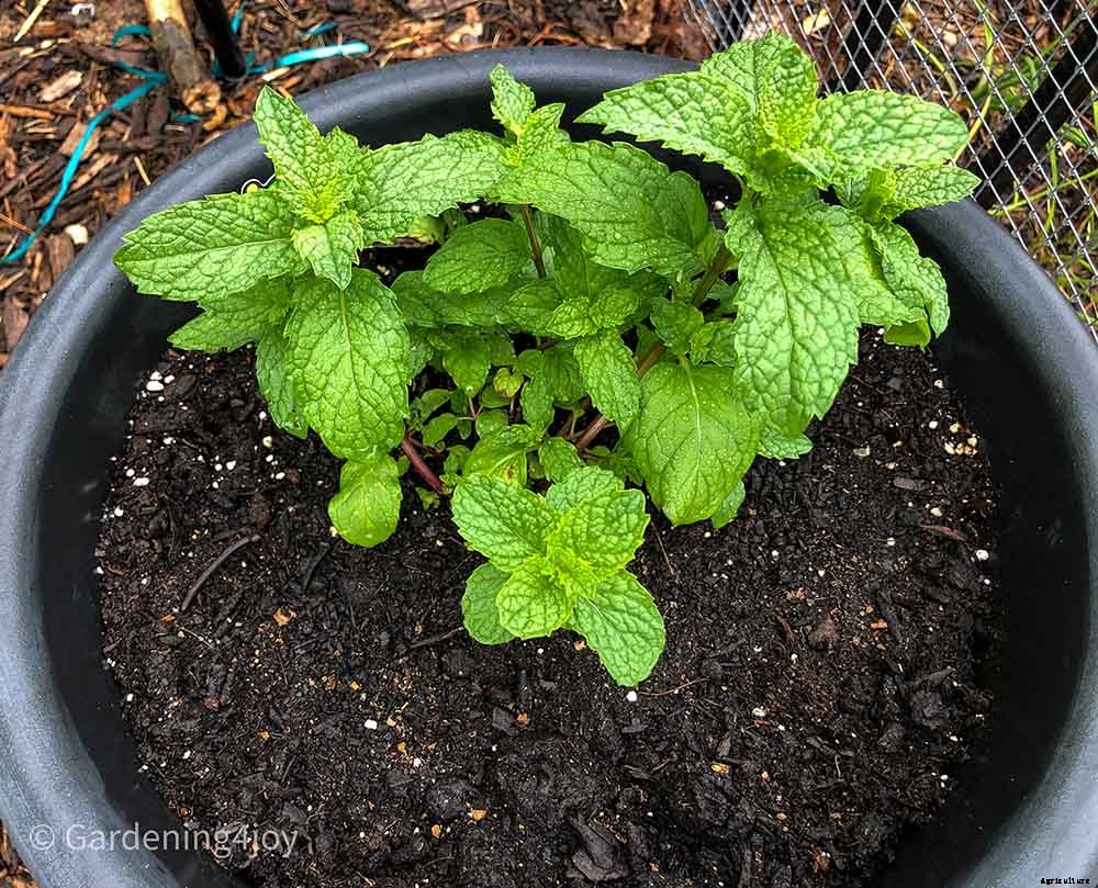 Growing Mint in containers is the best choice
