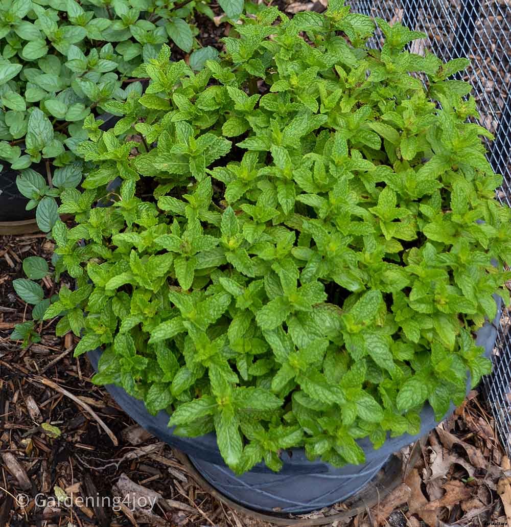 Growing Mint in containers is the best choice