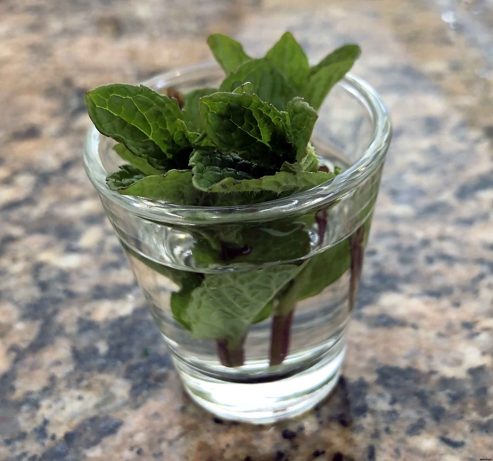 Growing Mint in containers is the best choice