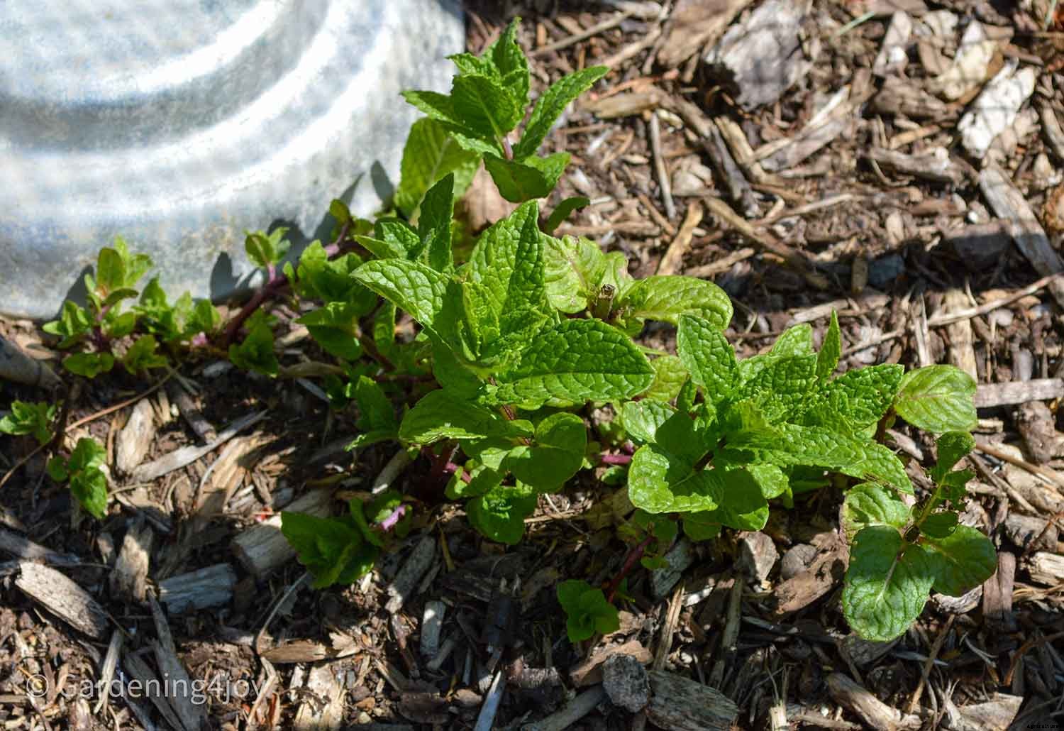 Growing Mint in containers is the best choice
