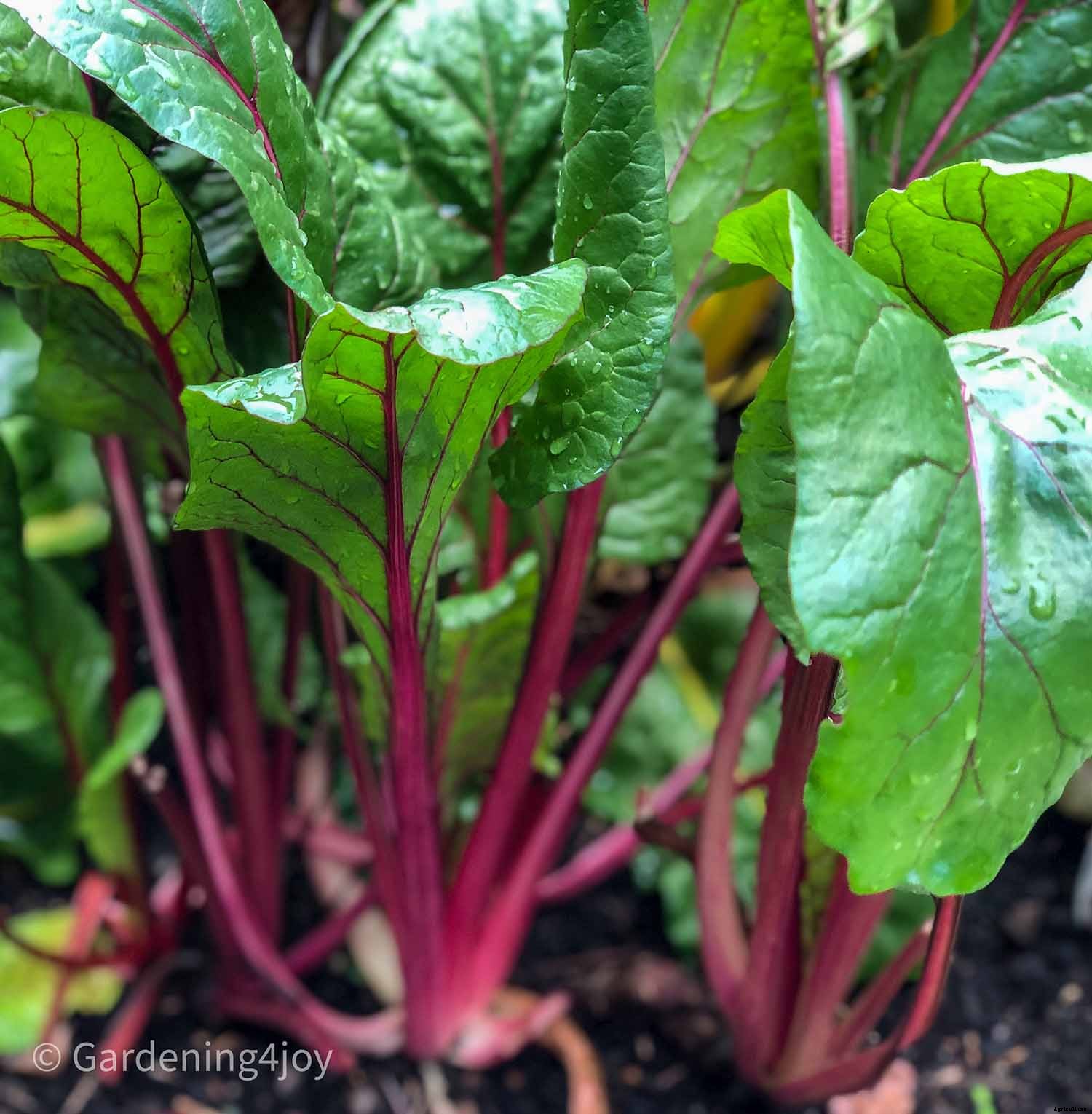 How to Successfully Grow Swiss Chard
