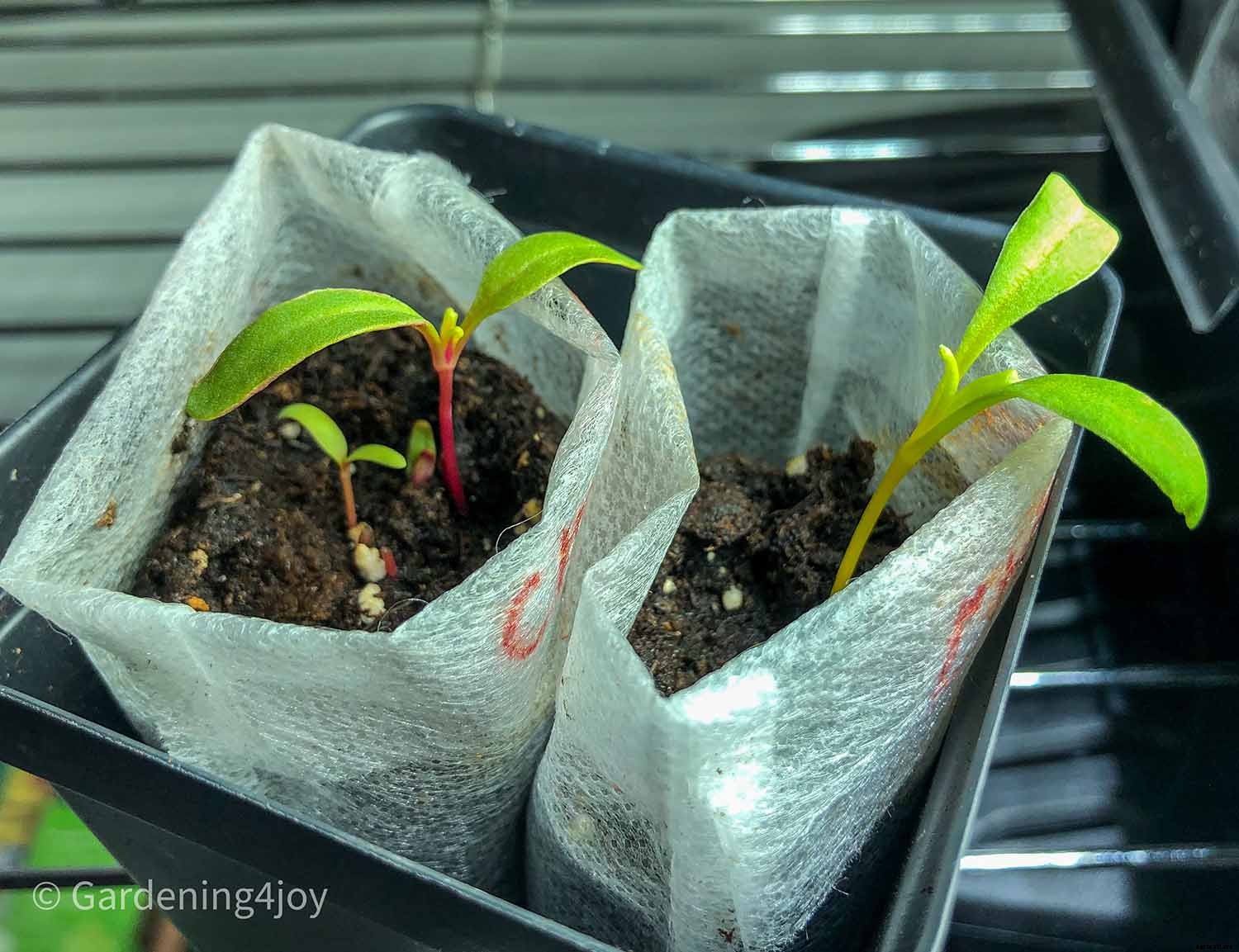 How to Successfully Grow Swiss Chard