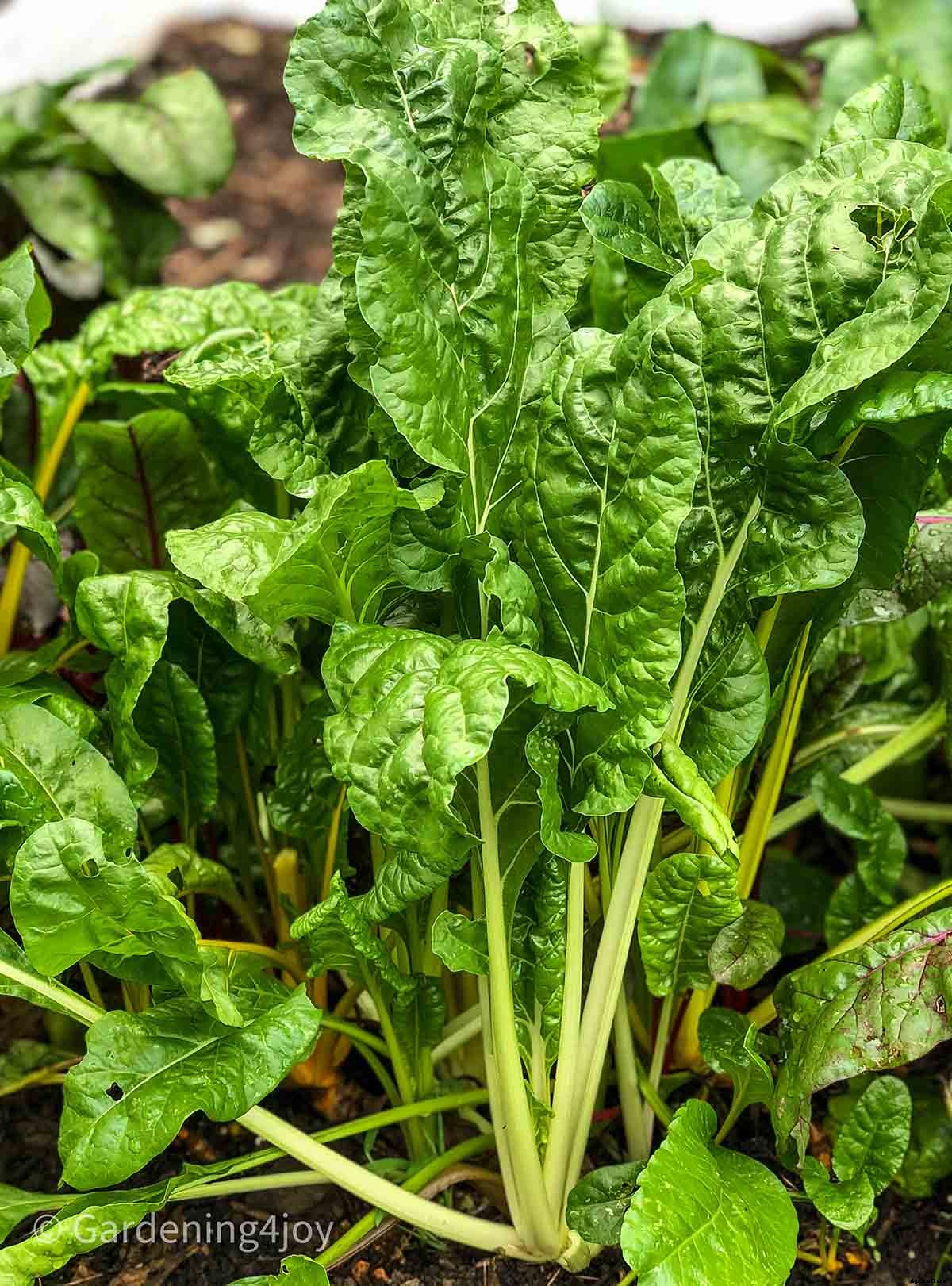 How to Successfully Grow Swiss Chard