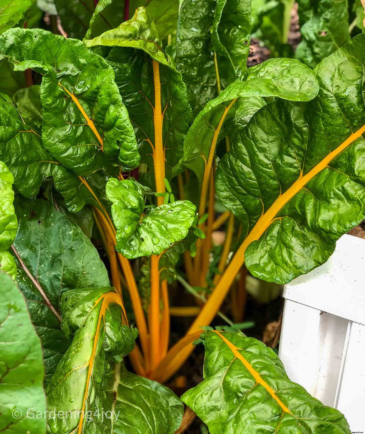 How to Successfully Grow Swiss Chard