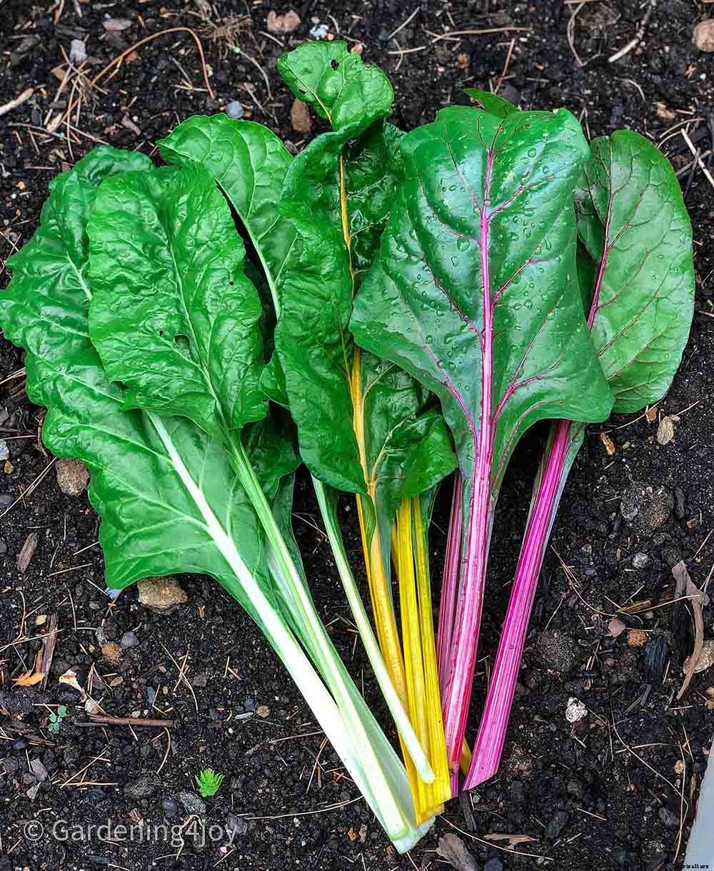 How to Successfully Grow Swiss Chard
