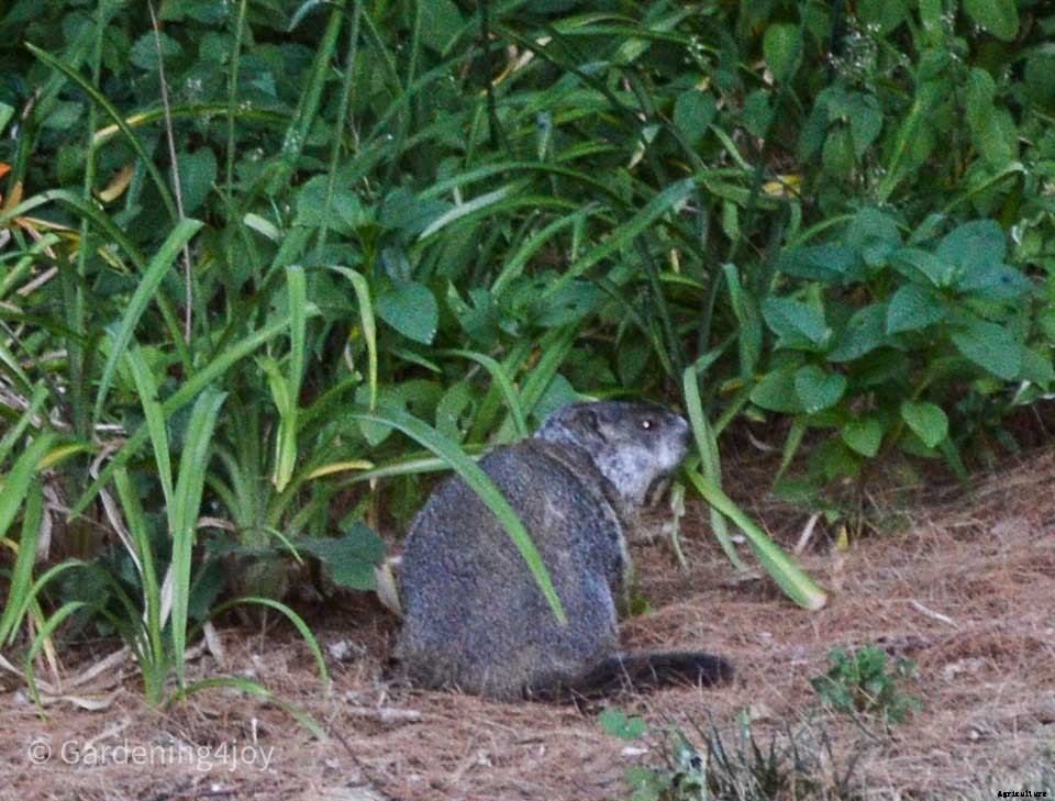 Install a Solar-powered Fence to keep Groundhogs out of the Garden