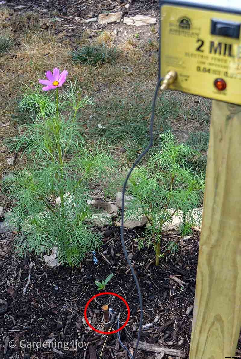 Install a Solar-powered Fence to keep Groundhogs out of the Garden