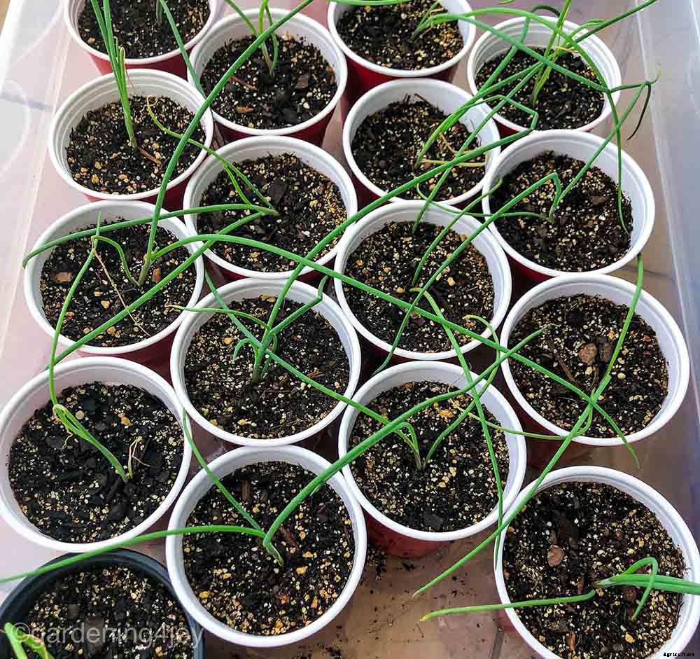 Successfully Growing Bulb Onions in your Home Garden