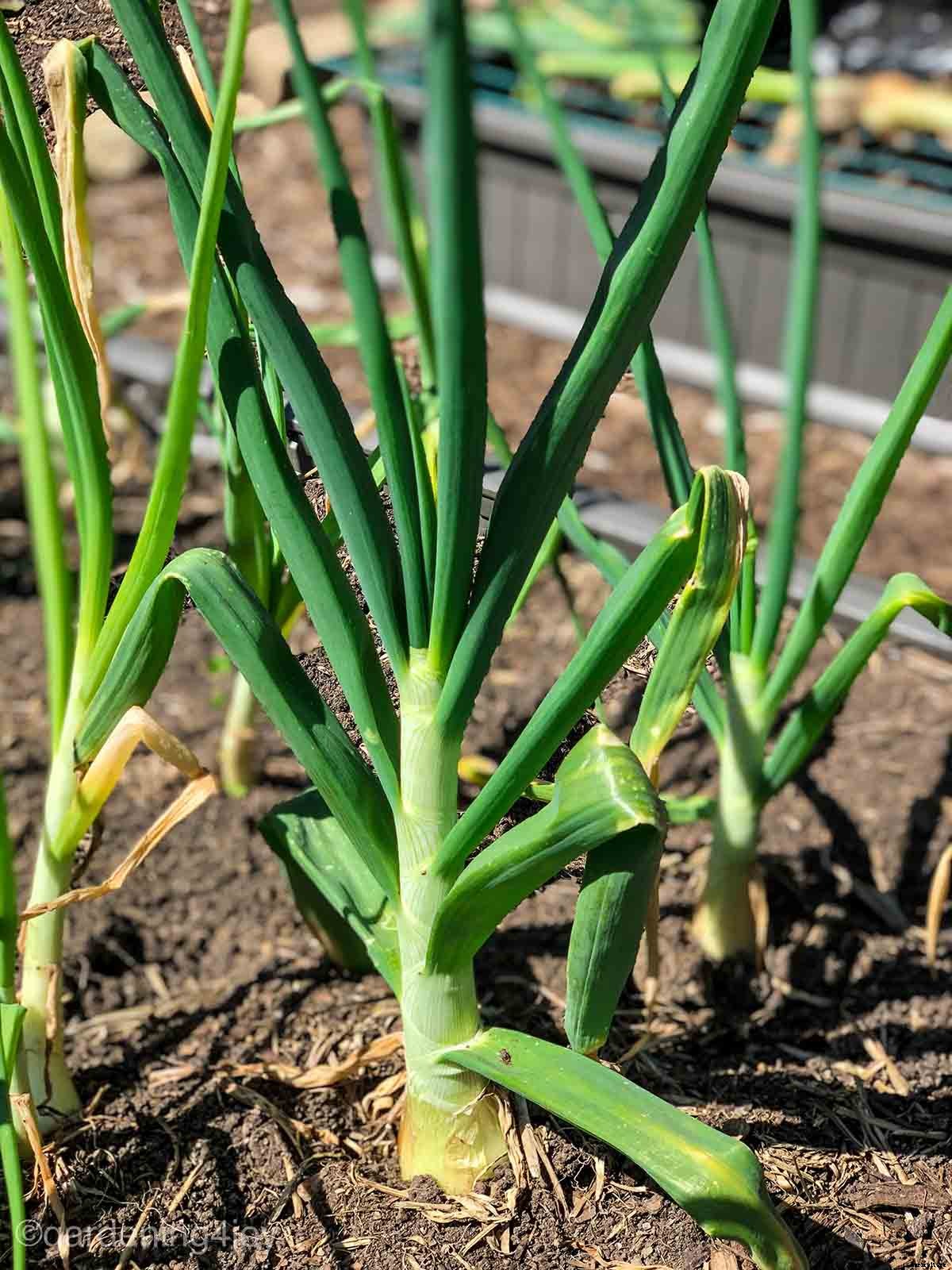 Successfully Growing Bulb Onions in your Home Garden