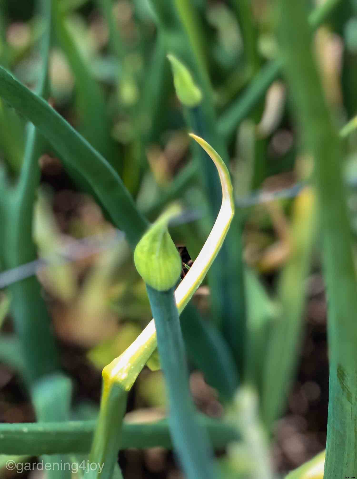 Successfully Growing Bulb Onions in your Home Garden