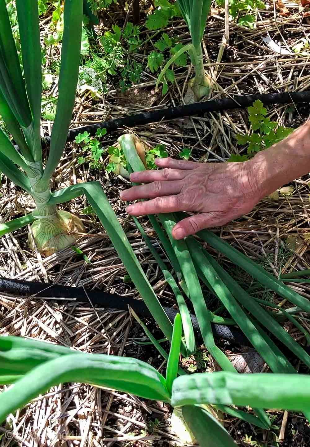 Successfully Growing Bulb Onions in your Home Garden
