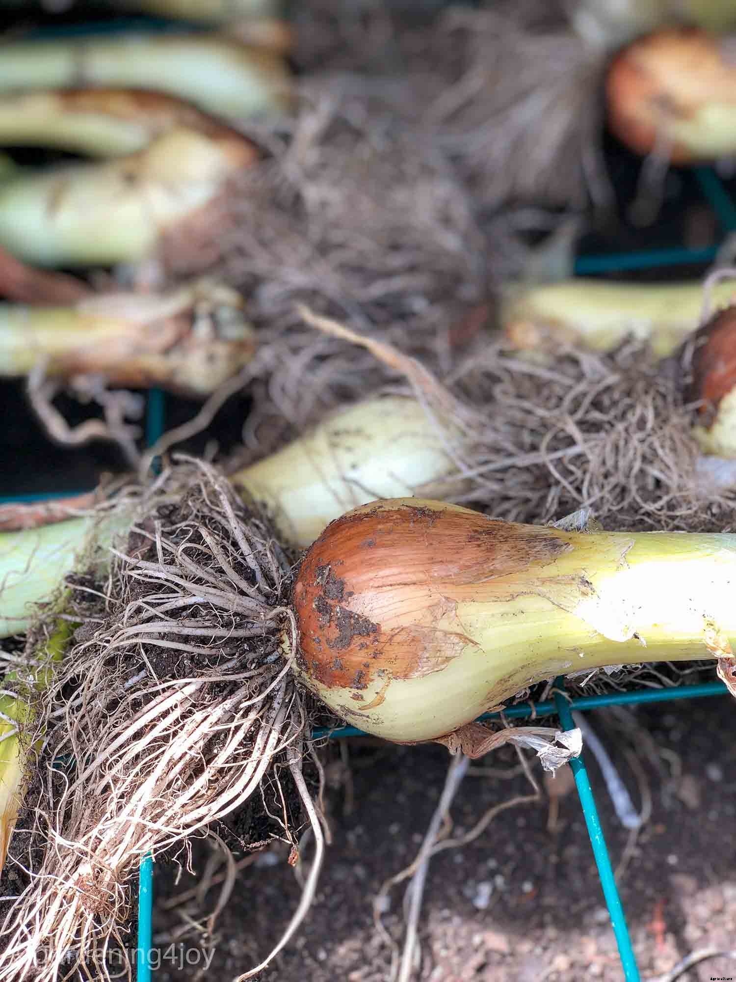 Successfully Growing Bulb Onions in your Home Garden