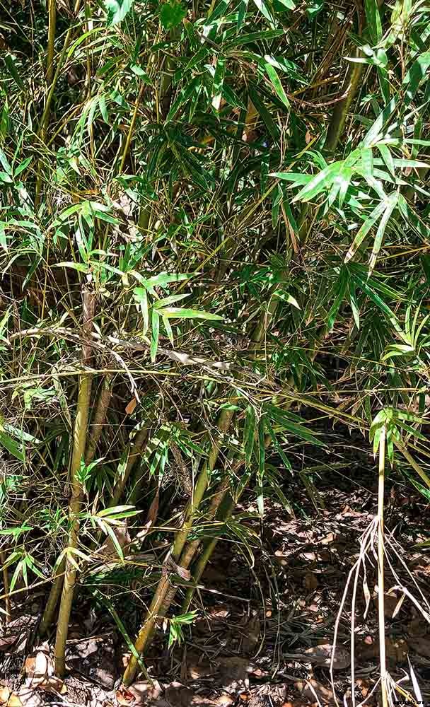 Importance of Native Plants