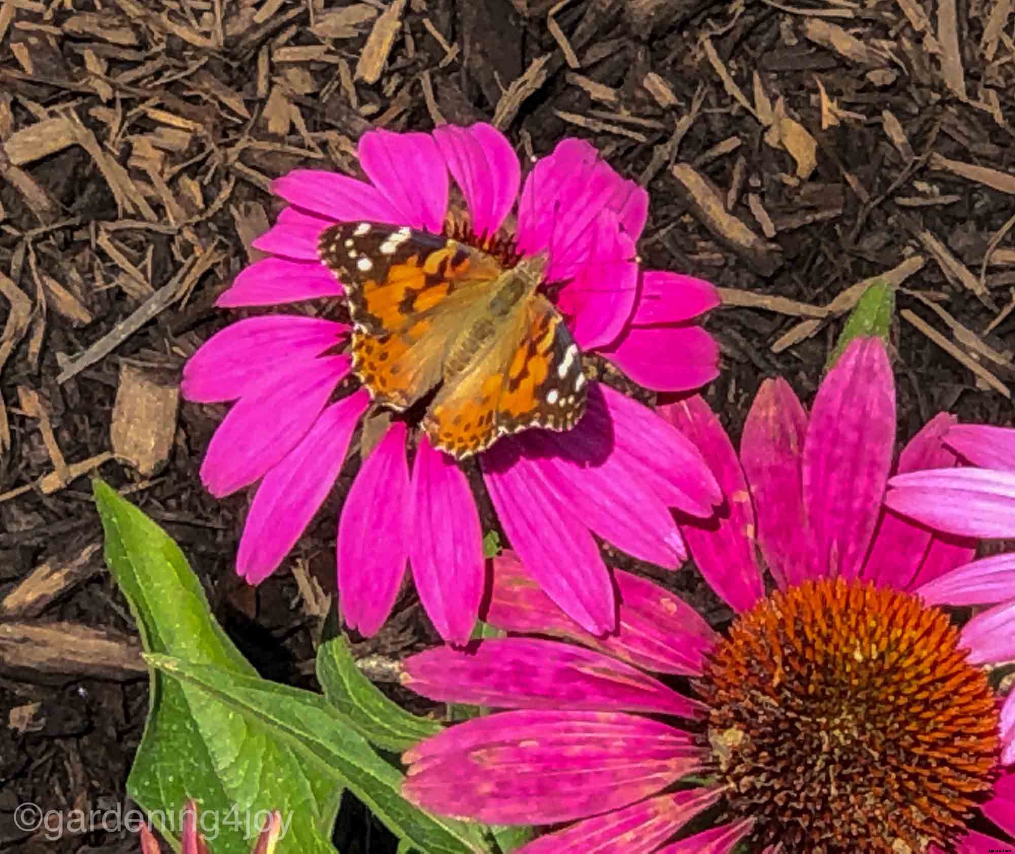 Importance of Native Plants