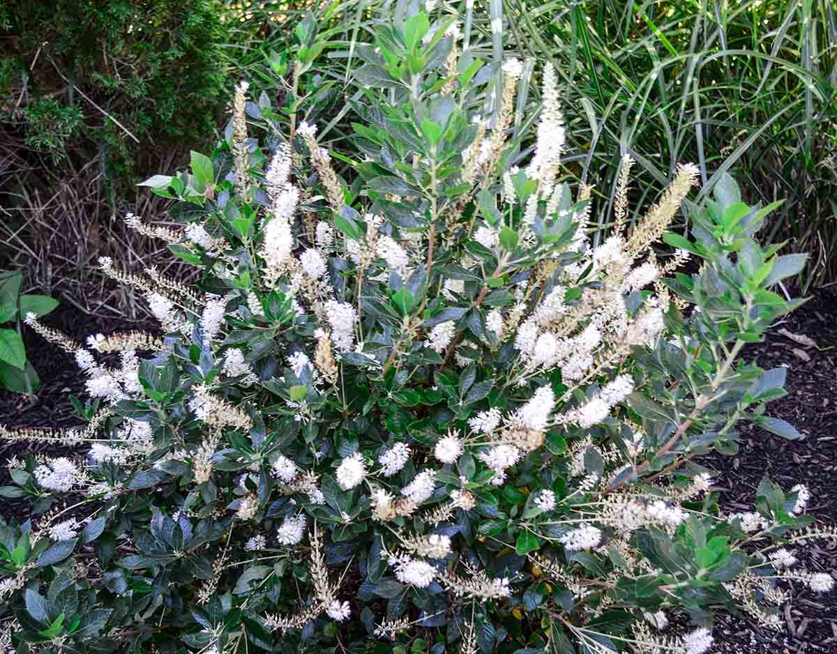 Importance of Native Plants