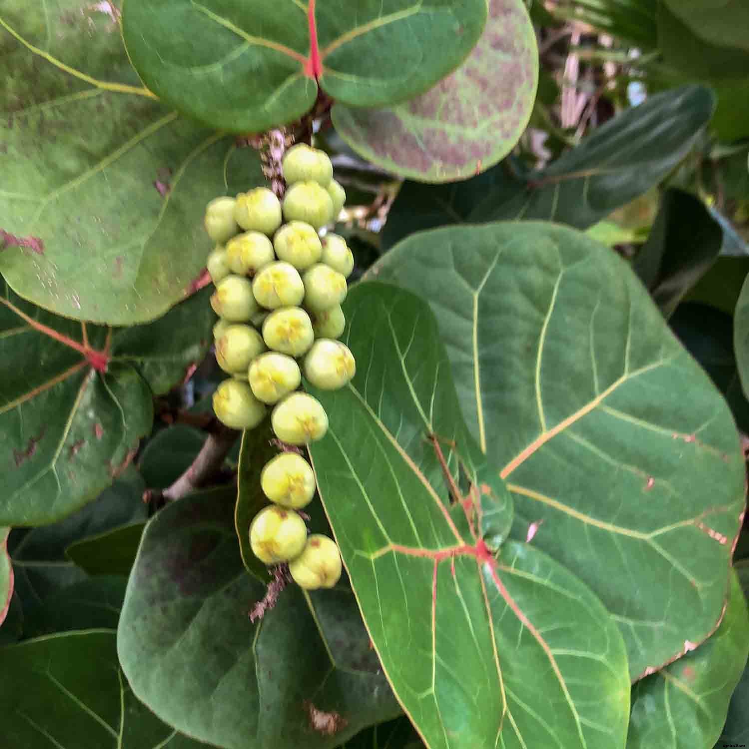 Importance of Native Plants