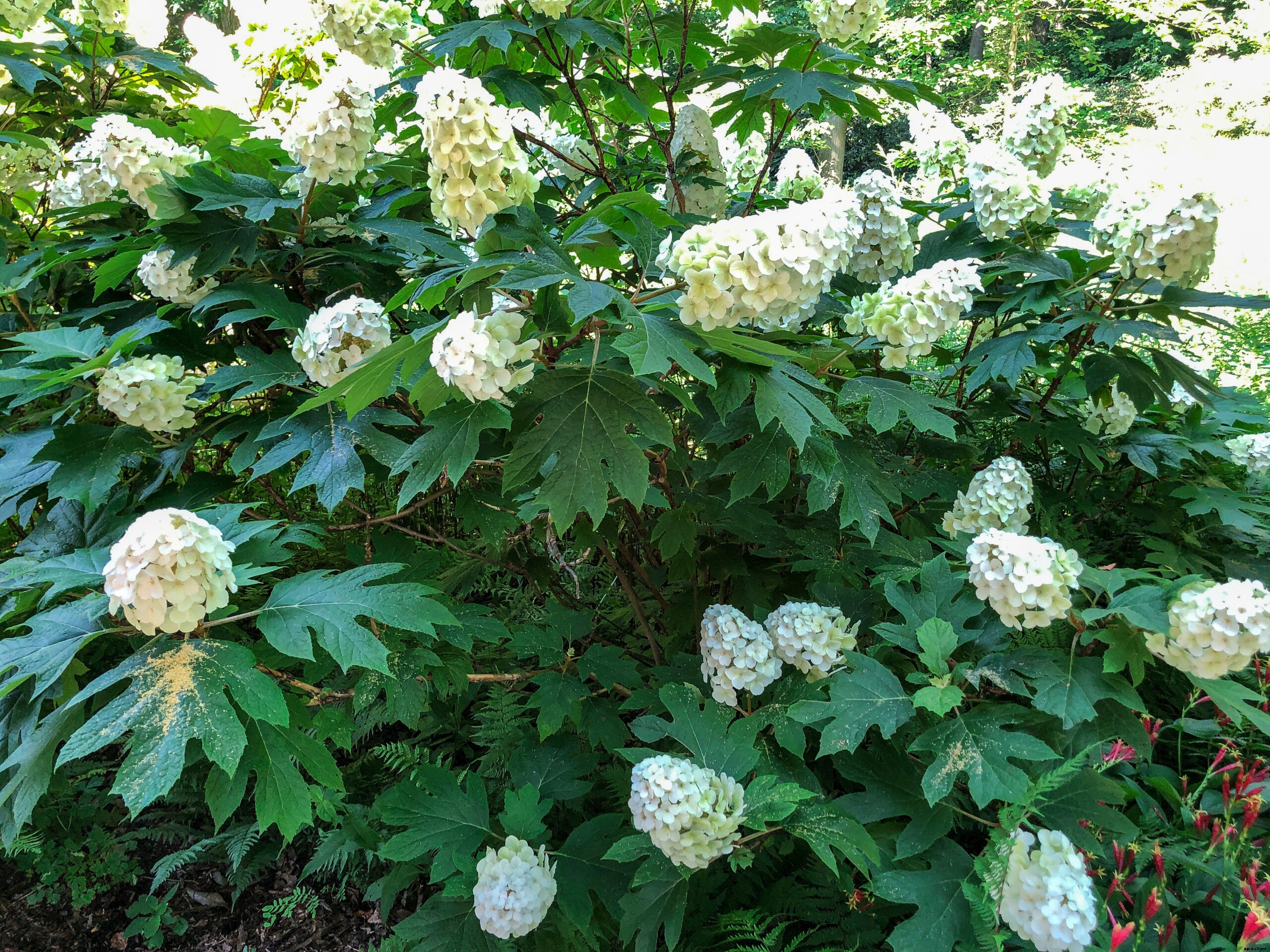 Importance of Native Plants