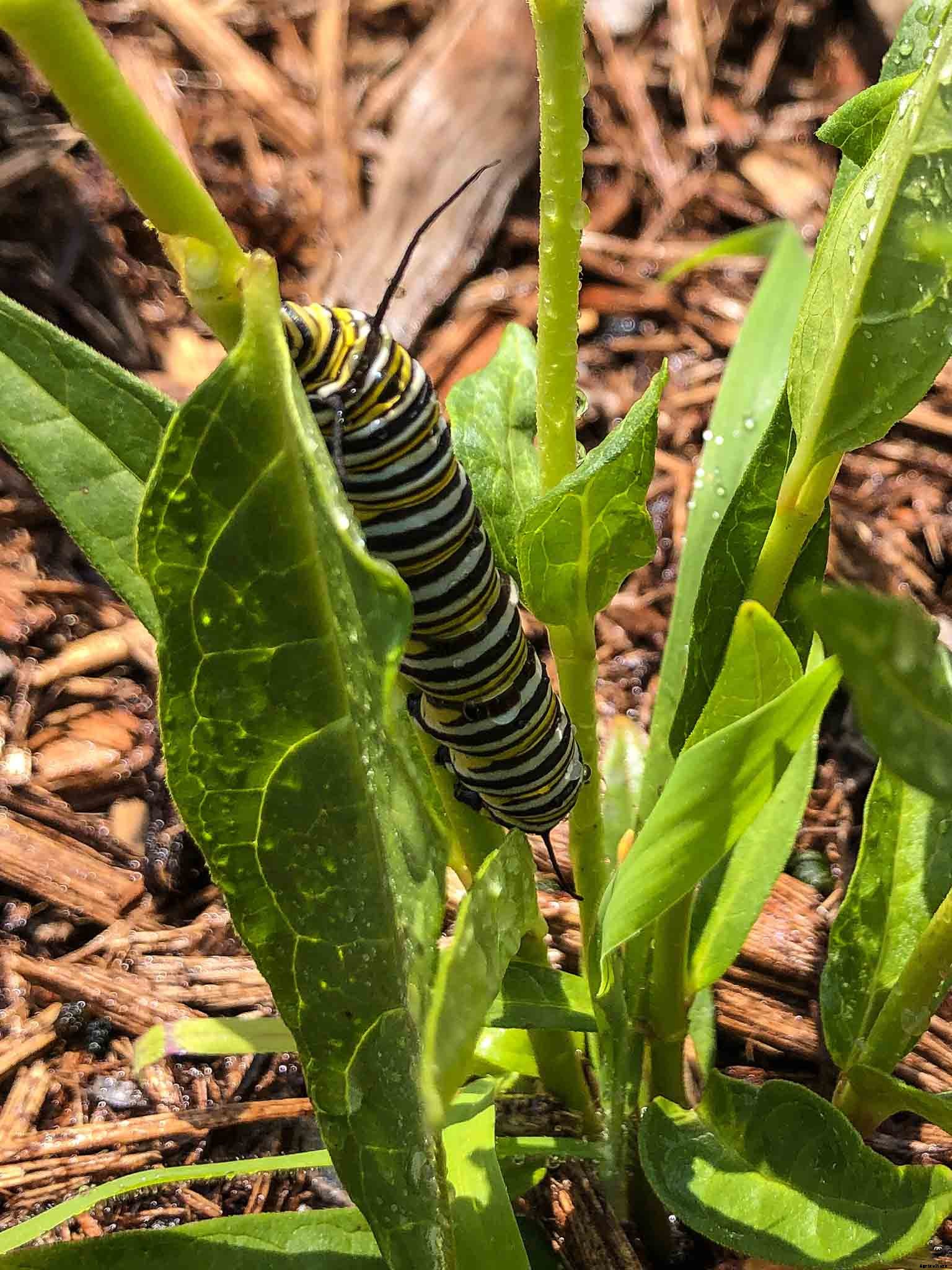 Importance of Native Plants
