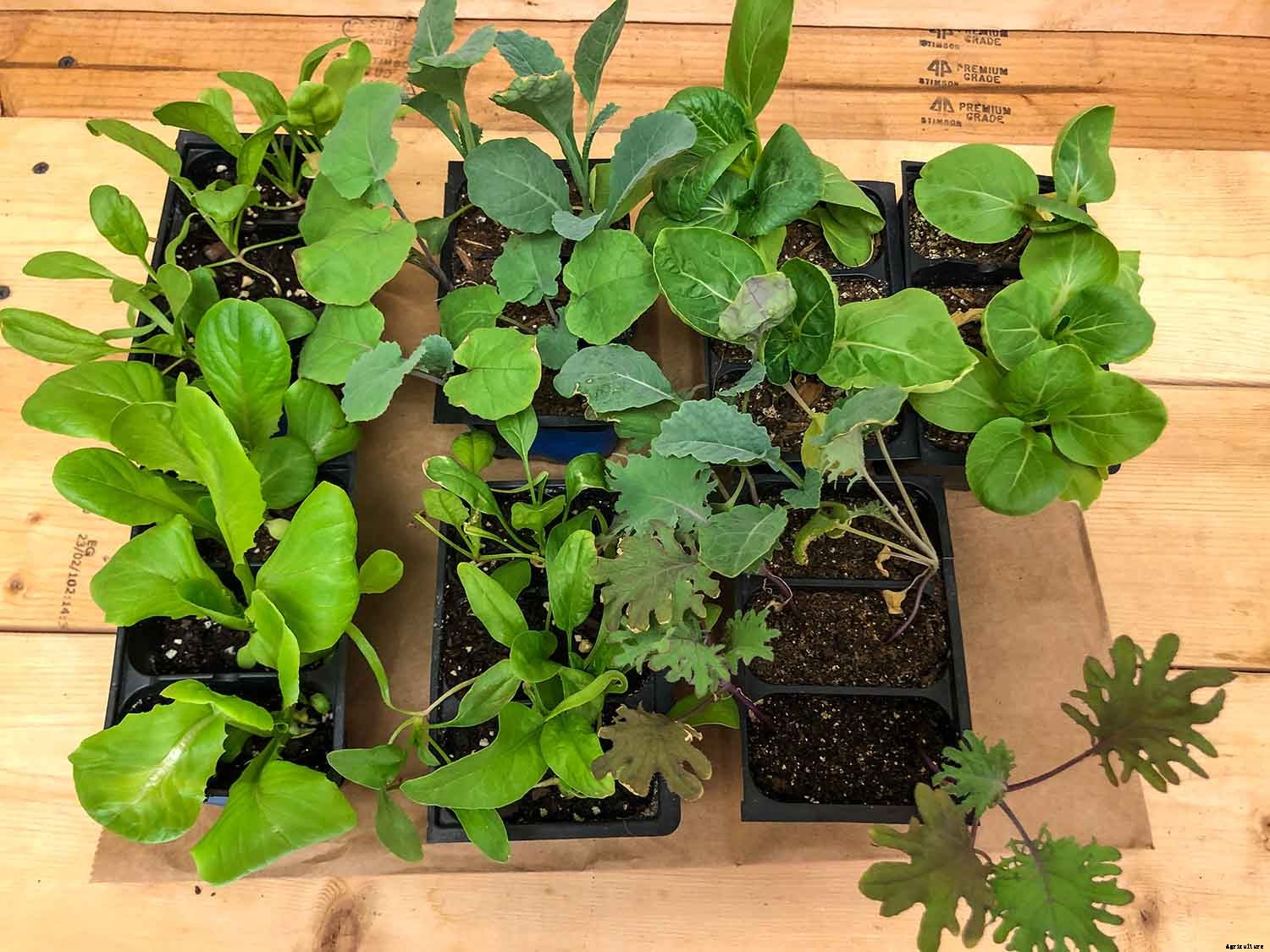 4 Easy Steps to Potting up Seedlings