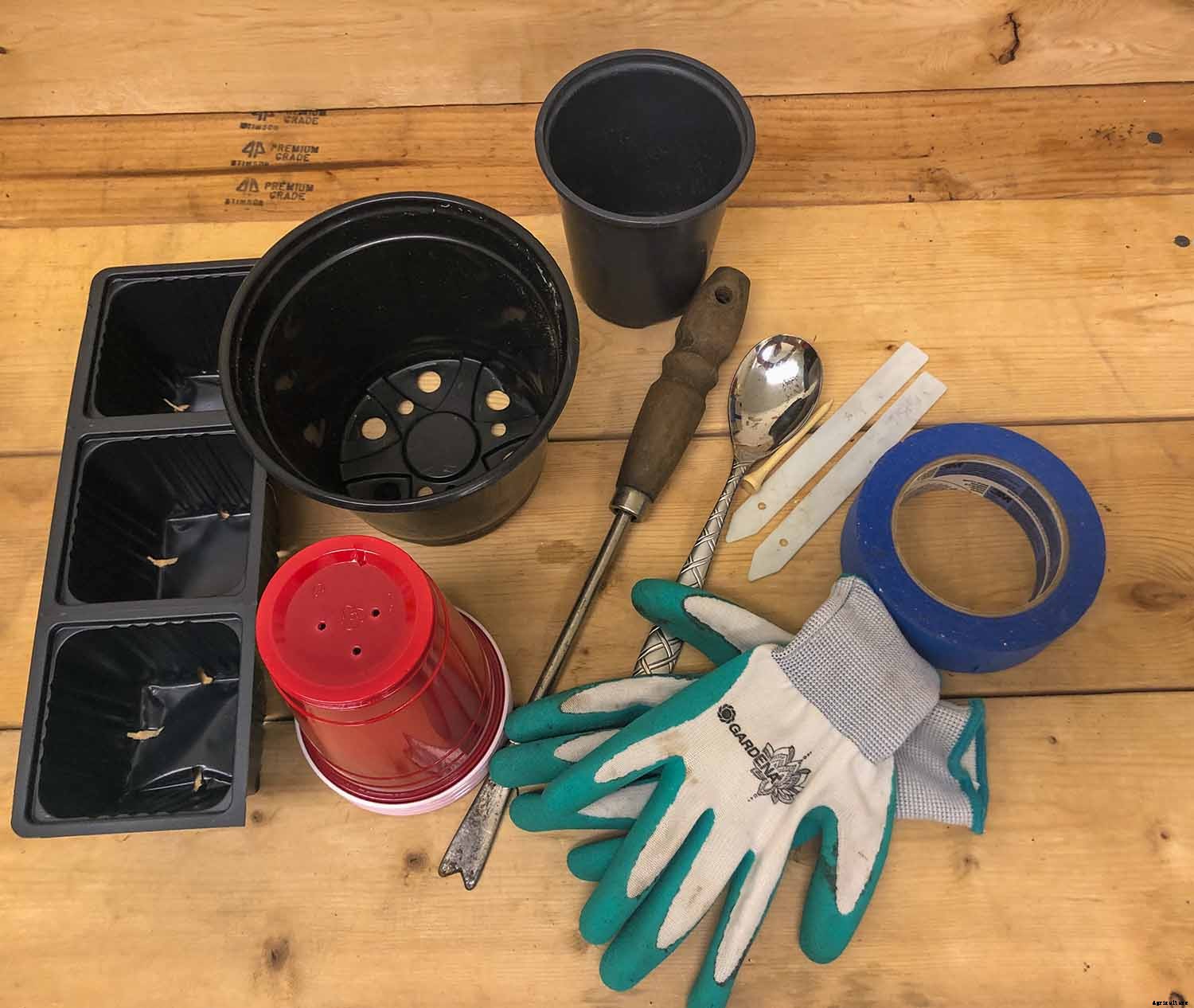 4 Easy Steps to Potting up Seedlings