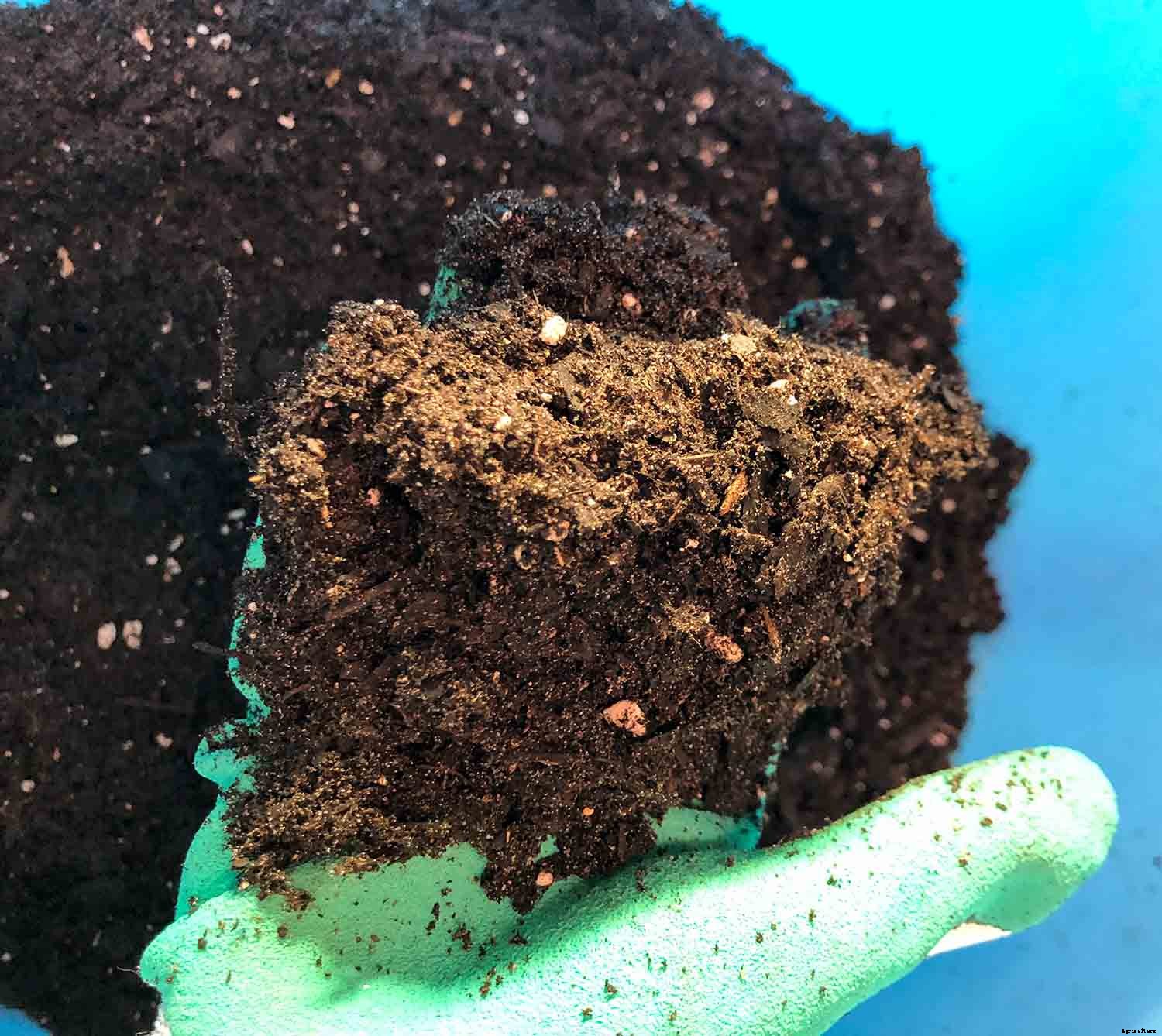 4 Easy Steps to Potting up Seedlings