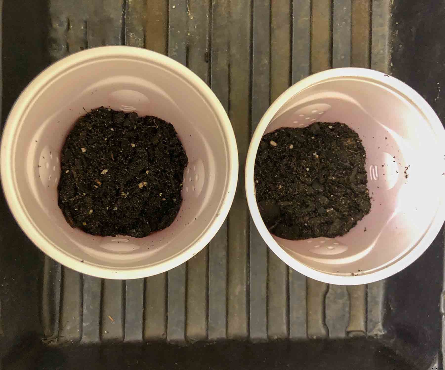 4 Easy Steps to Potting up Seedlings